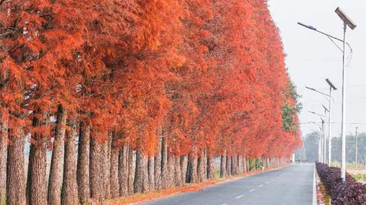 廣東仁化落羽杉「換紅裝」 進(jìn)入最佳觀賞期