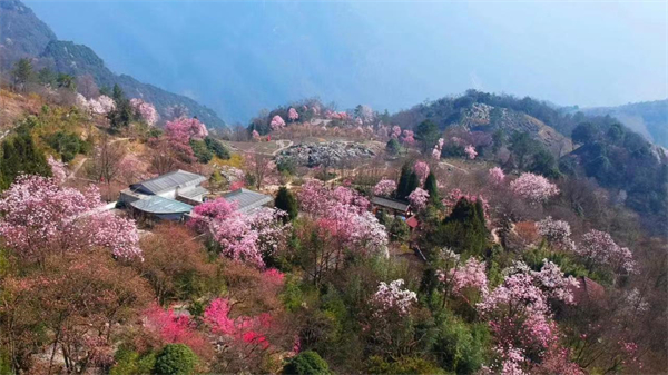 漫天花雨 高山秘境 第十一屆北川辛夷花生態(tài)旅遊節(jié)開(kāi)幕