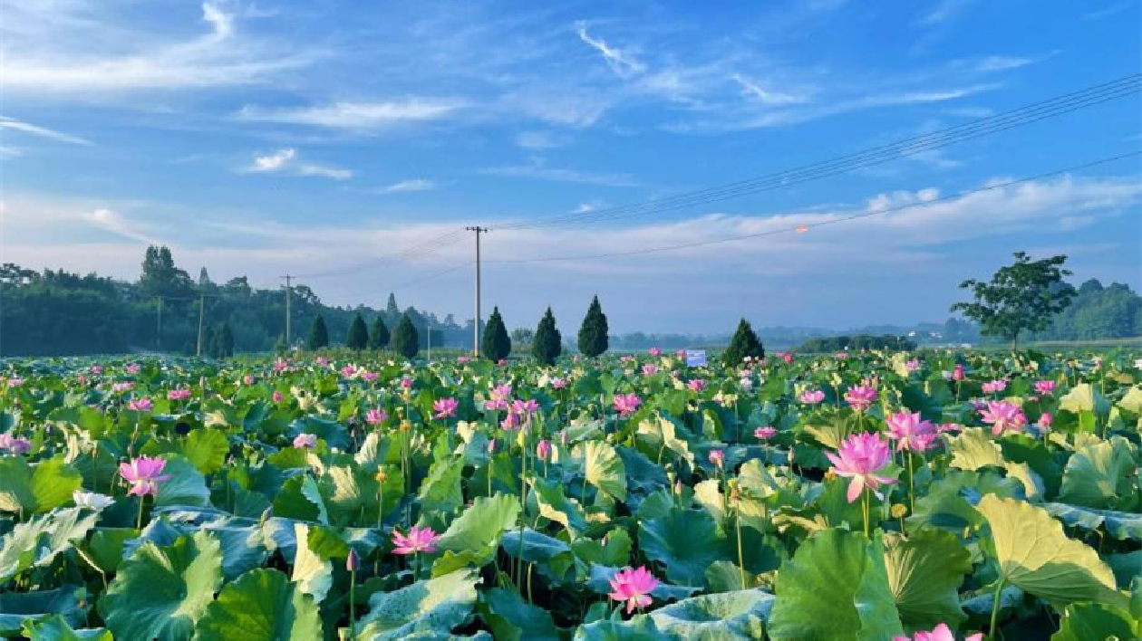 施「旅遊+」融合發(fā)展  皖徽州區(qū)潛口鎮(zhèn)全域旅遊花滿園