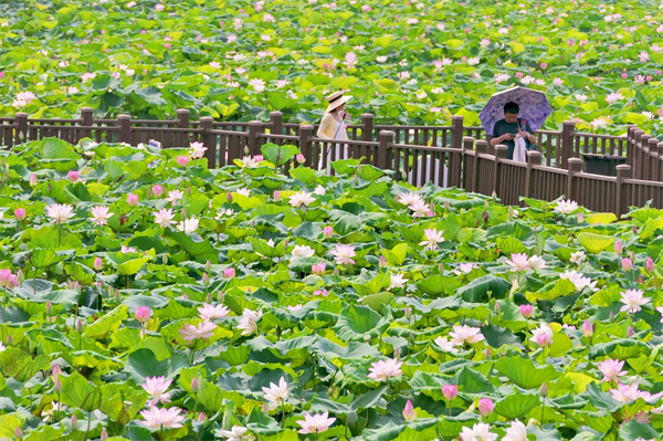 「荷」你相約  第20屆東莞橋頭荷花節(jié)10日啟幕