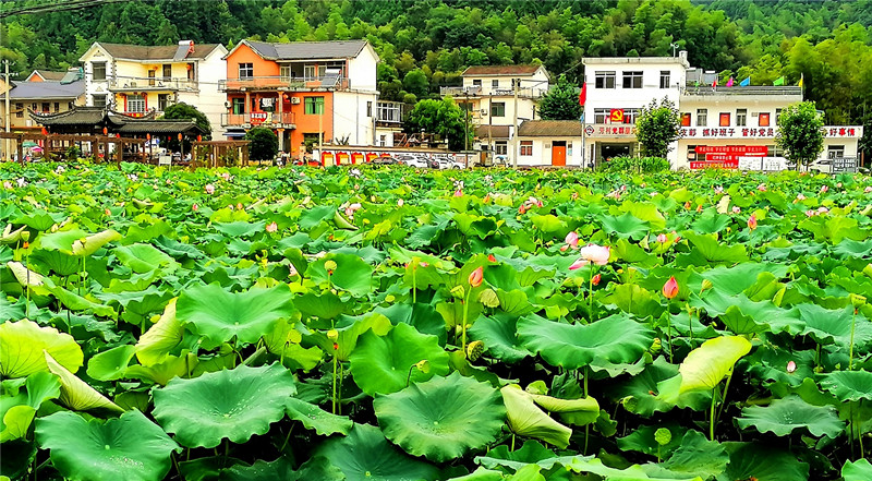 「亮點(diǎn)村」點(diǎn)亮共富路  皖祁門縣闊步邁向全域振興