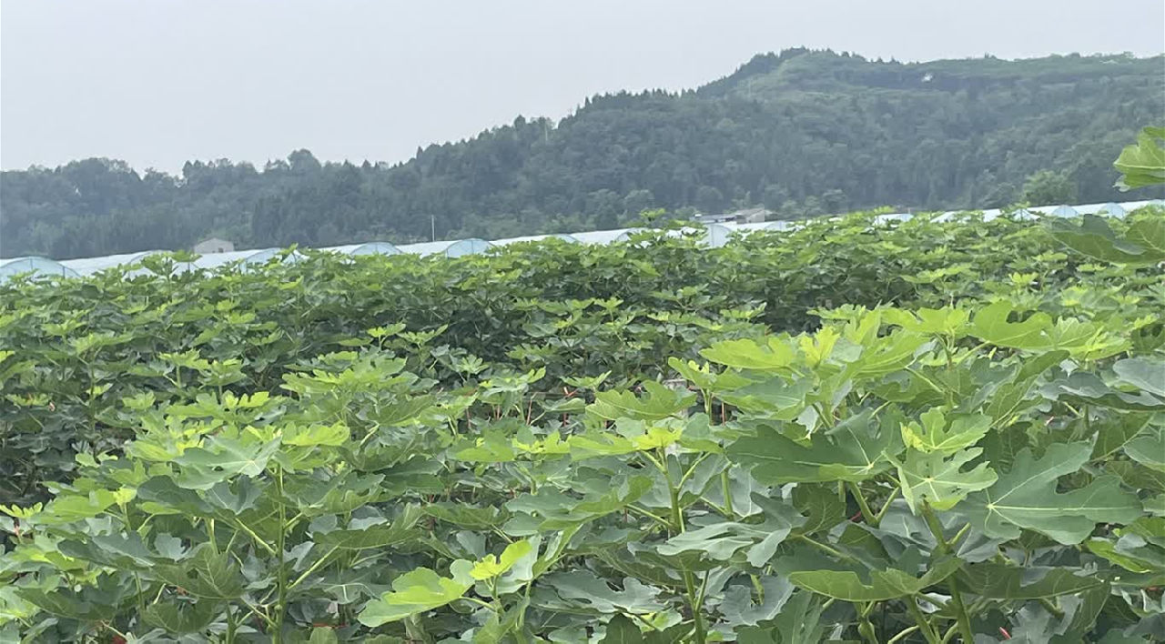 四川綿陽遊仙著力培育「一村一品」小小無花果迸發(fā)大價(jià)值