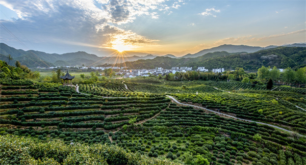 【創(chuàng)意黃山美在徽州】祁門紅茶集團(tuán)：踏「萬里茶道」 拓國(guó)際市場(chǎng)