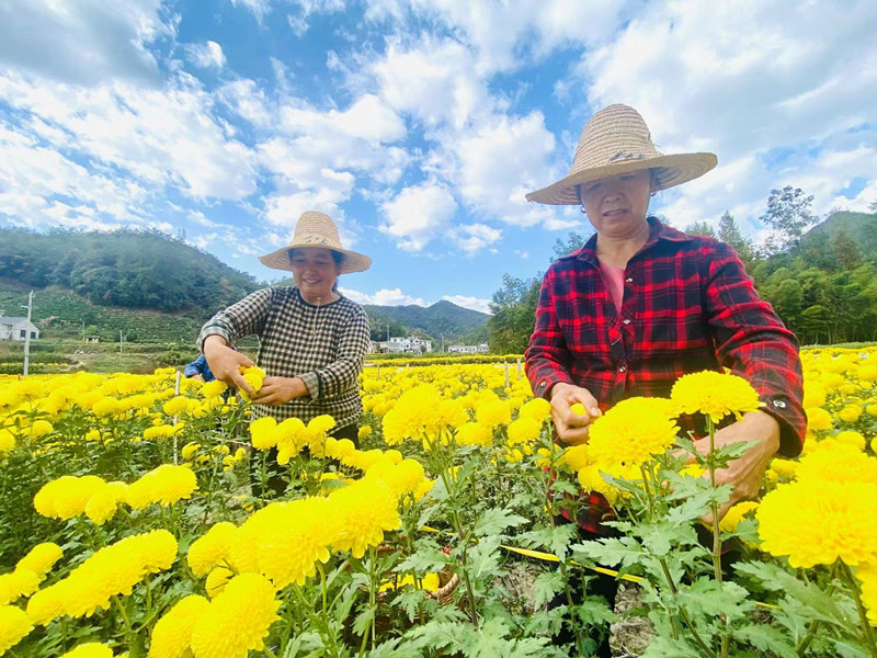 2023黃山貢菊產(chǎn)業(yè)發(fā)展大會7日歙縣拉帷