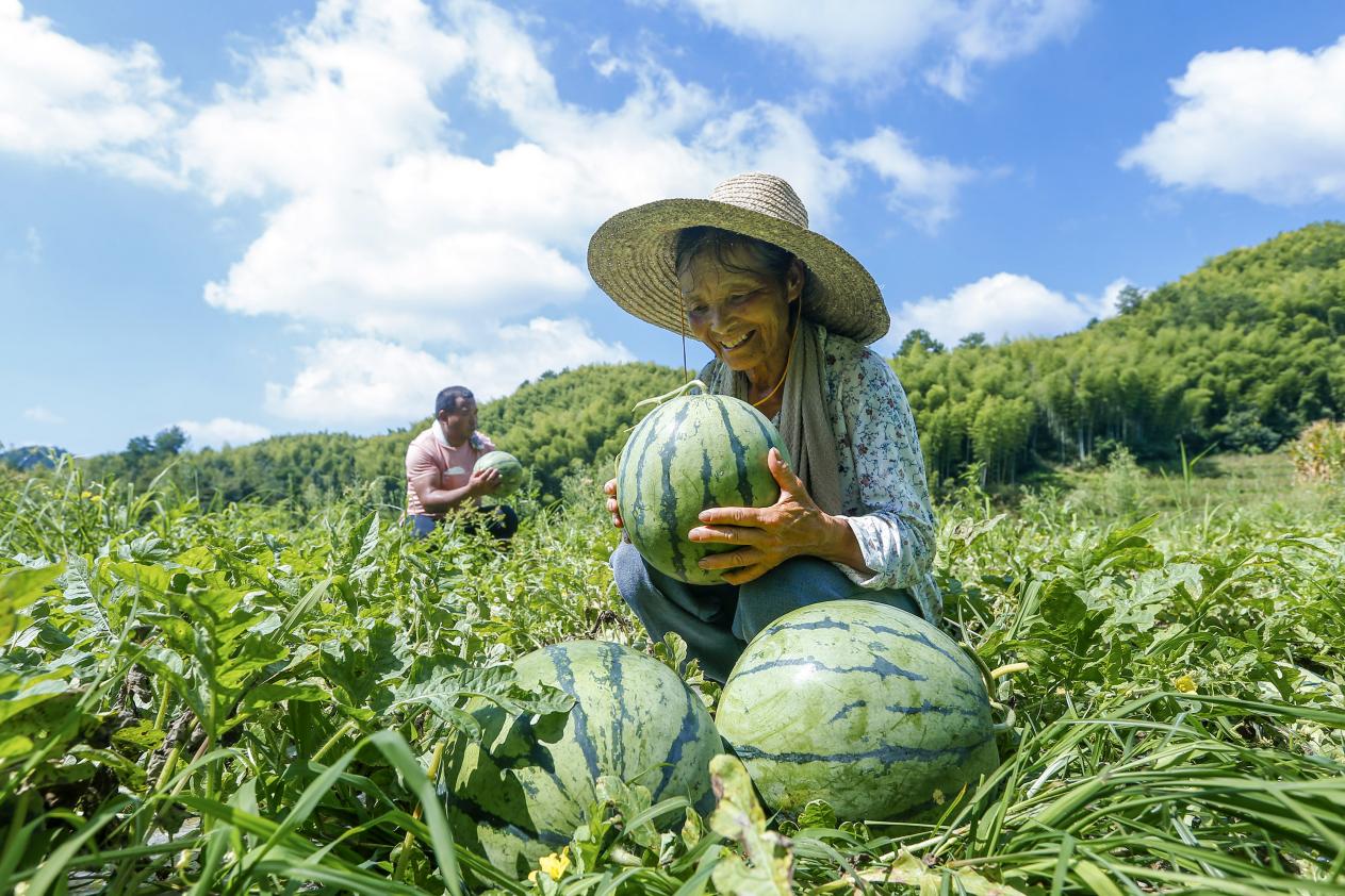 「靈山貢米」喜迎豐收   皖徽州區(qū)「靈山畫卷」出新彩