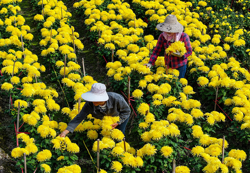 以「菊」為媒共商「花」事   2023黃山貢菊（歙縣）產(chǎn)業(yè)發(fā)展大會成功舉辦