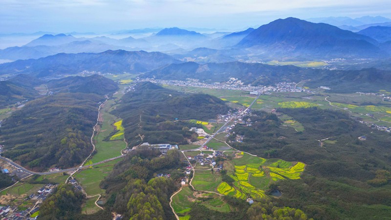  雷竹筍搶「鮮」上市   皖黃山區(qū)「竹業(yè)富民」見實效