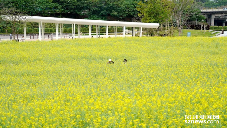 來光明，上春山，賞春花