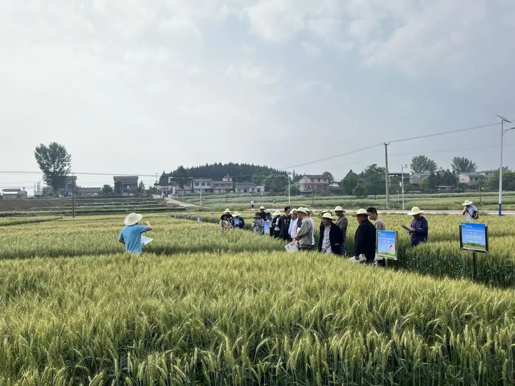 川綿陽遊仙：「試驗田」助農(nóng)選種保障糧食安全