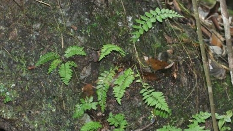 廣東丹霞山發(fā)現(xiàn)蕨類植物新種——國(guó)達(dá)鐵角蕨