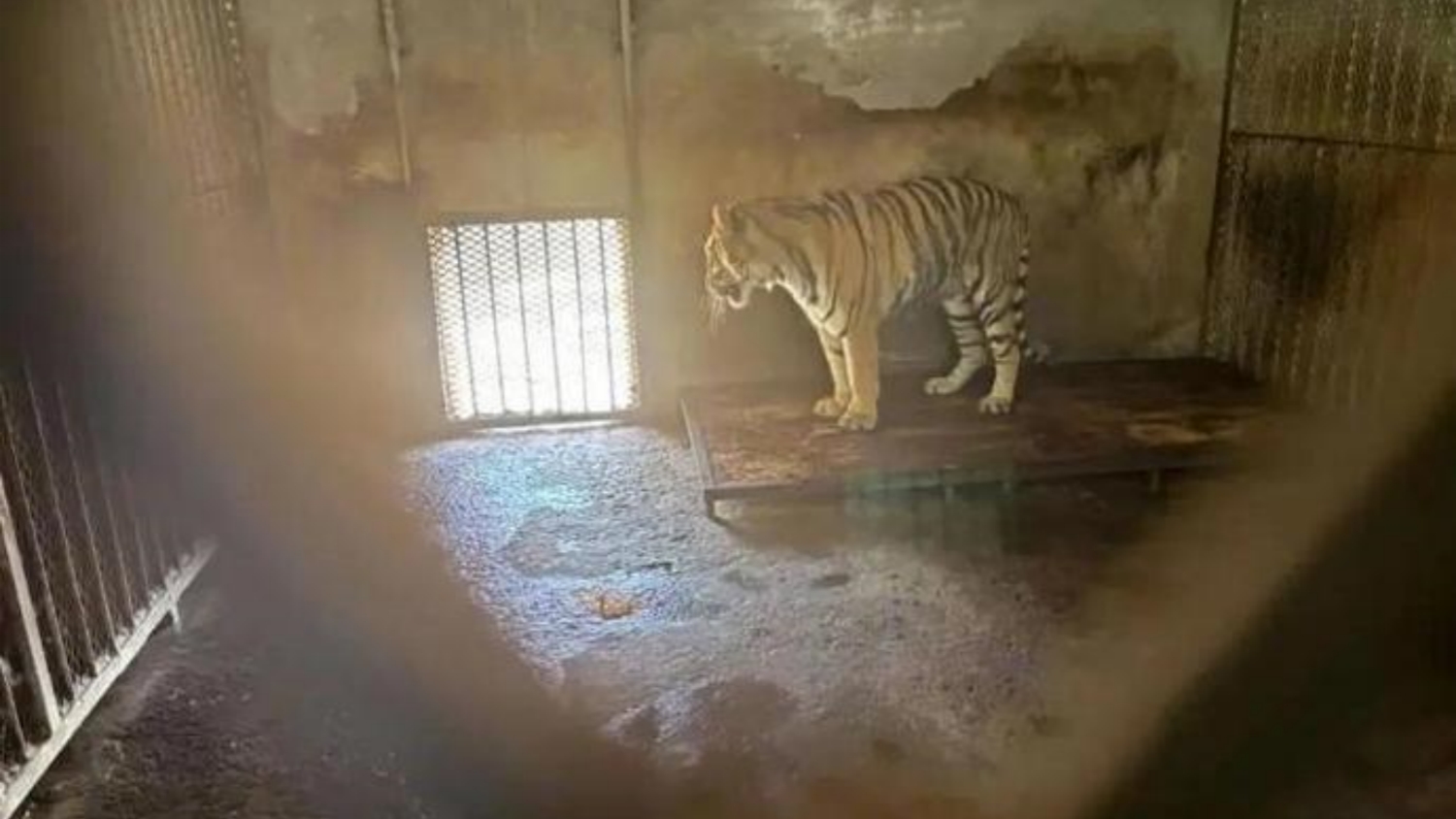 安徽阜陽(yáng)一動(dòng)物園20隻東北虎死亡？官方：成立調(diào)查組進(jìn)行全面調(diào)查