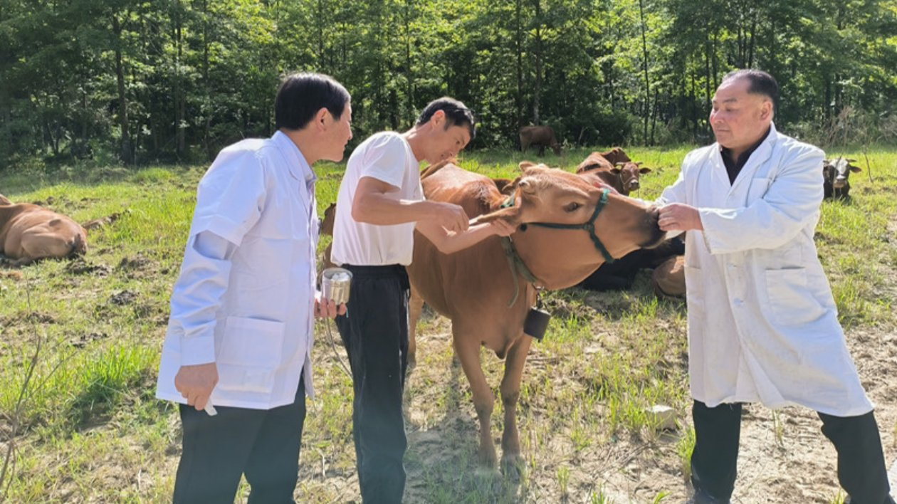 皖黟縣：「秸稈變肉」推動養(yǎng)殖產業(yè)發(fā)展