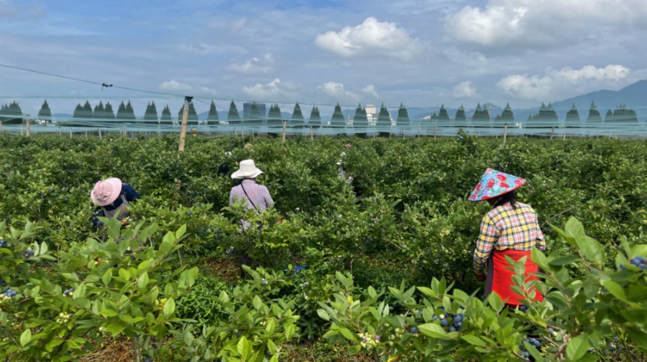 皖黟縣：藍莓採摘季 臨工顯身手