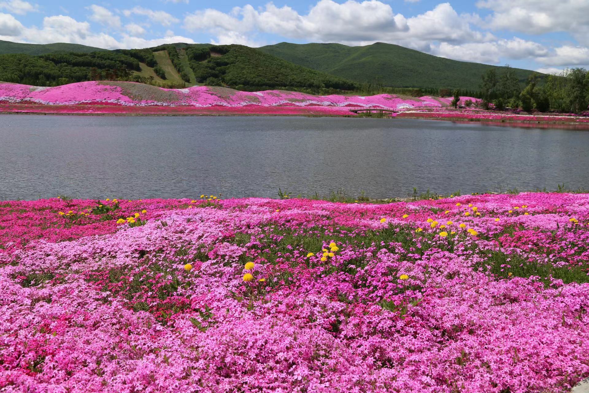 第二屆黑龍江（寶清）芝櫻花文化旅遊季啟幕