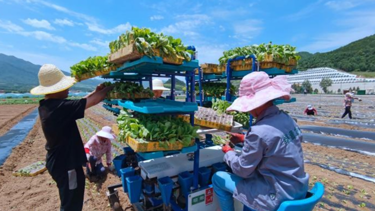 秦嶺腹地的粵港澳大灣區(qū)「菜籃子」