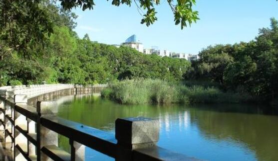 公園夜跑、露天電影、音樂會、夏日市集…… 這個夏天，在深圳公園一起「樂」動起來