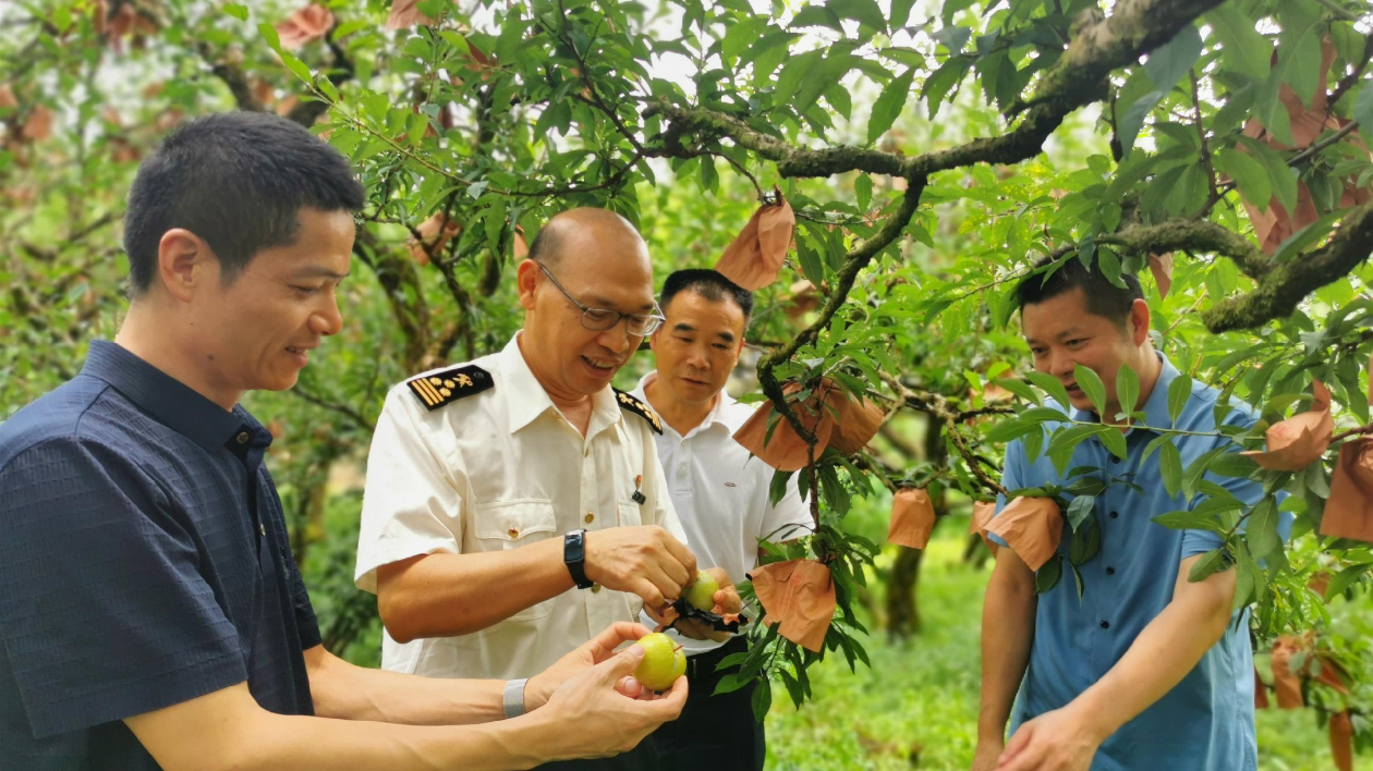 從南嶺山麓到塞納河畔 韶關(guān)黃金柰李出海熱銷