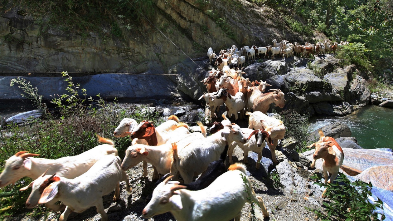 再添「國字號」 四川「北川白山羊肉」入選全國名特優(yōu)新農(nóng)產(chǎn)品名錄