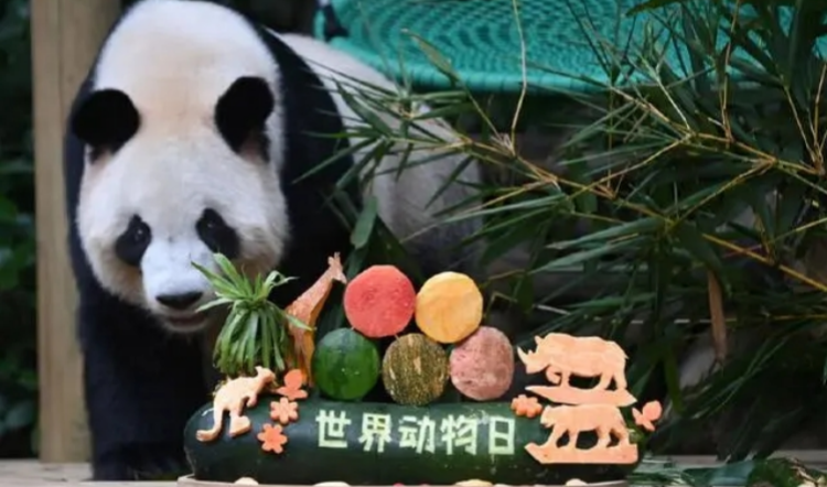 世界動(dòng)物日 深圳野生動(dòng)物園大熊貓樂享「節(jié)日大餐」