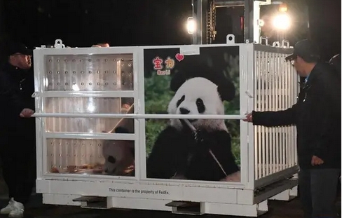 大熊貓「寶力」「青寶」抵達(dá)美國(guó)華盛頓動(dòng)物園