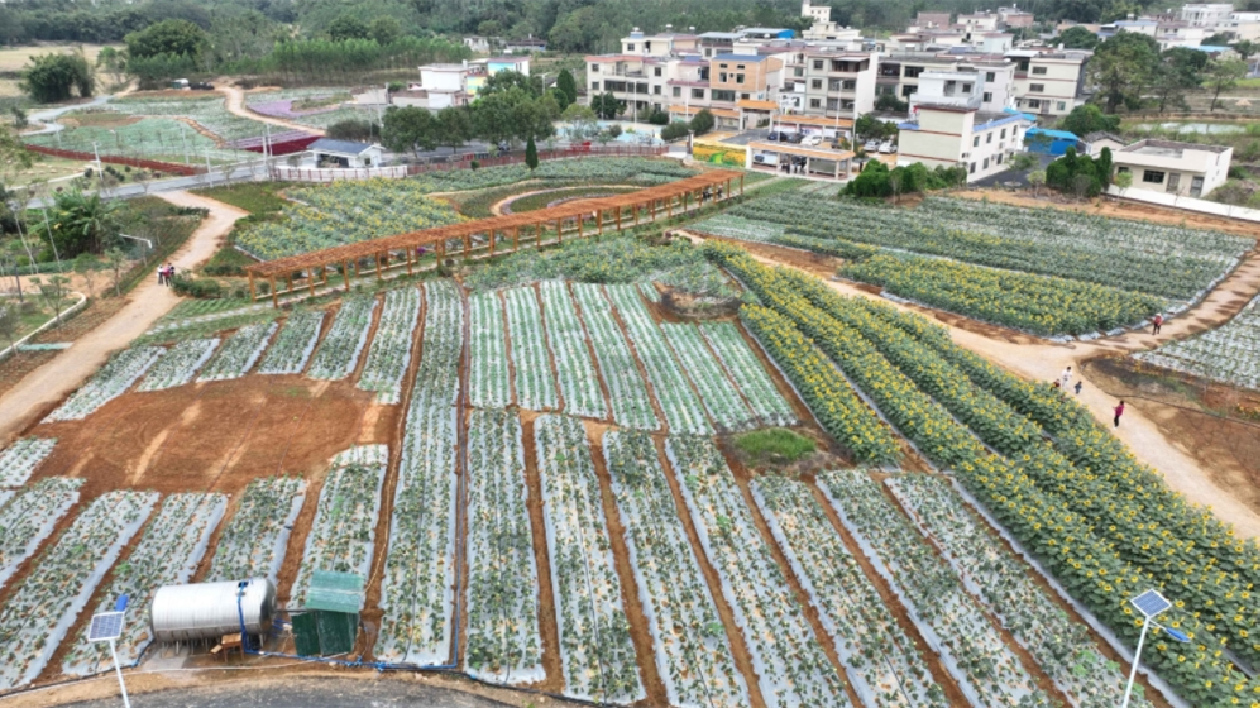 廣東新豐4萬株向日葵花開正艷 「美麗經(jīng)濟(jì)」賦能鄉(xiāng)村振興